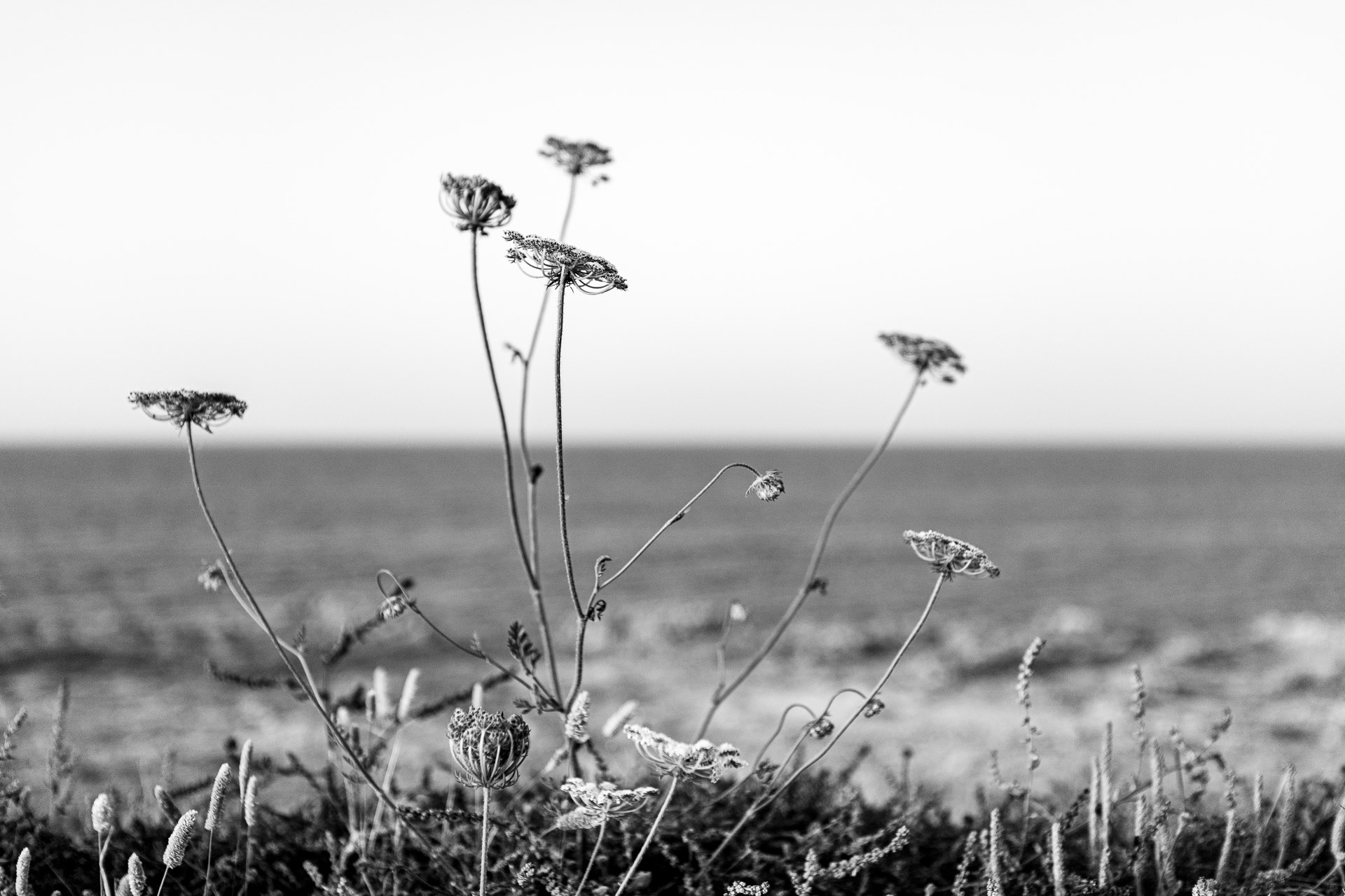 linee mare daucus carota