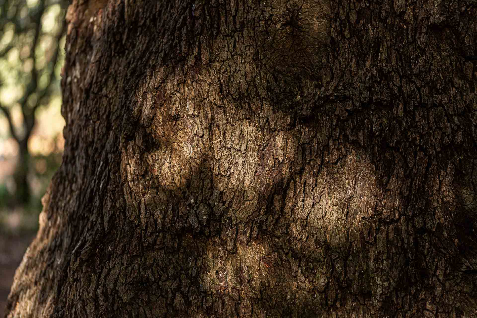 Corteccia di ulivo