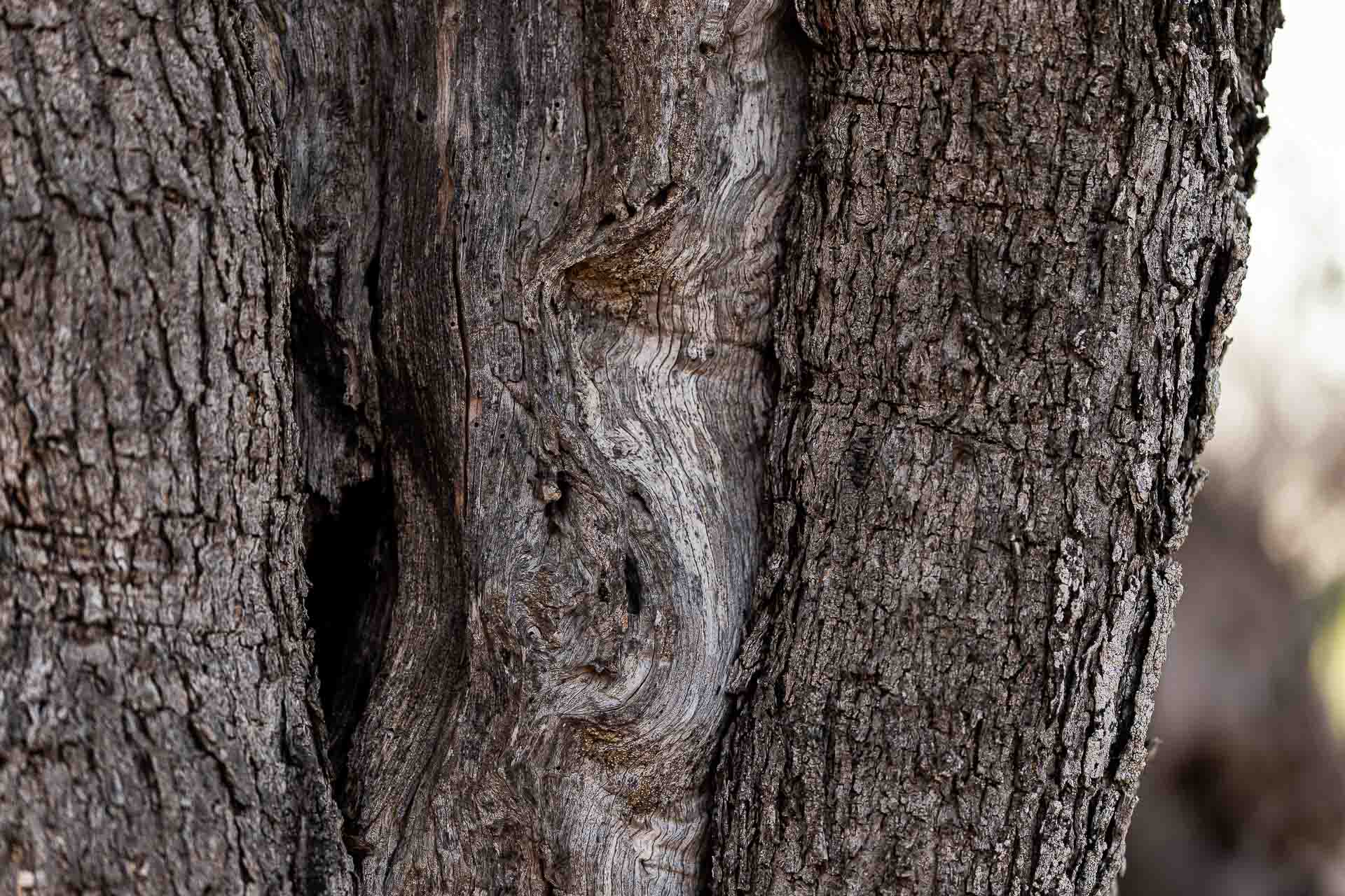 Corteccia di ulivo