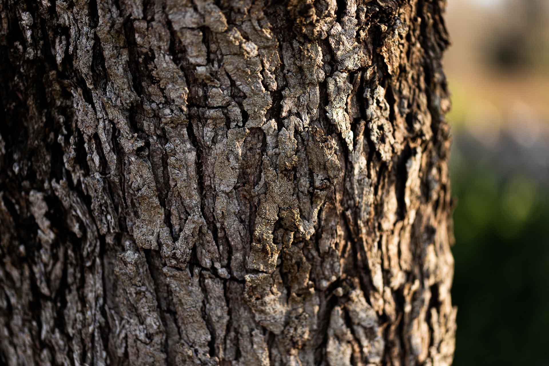 Corteccia di ulivo