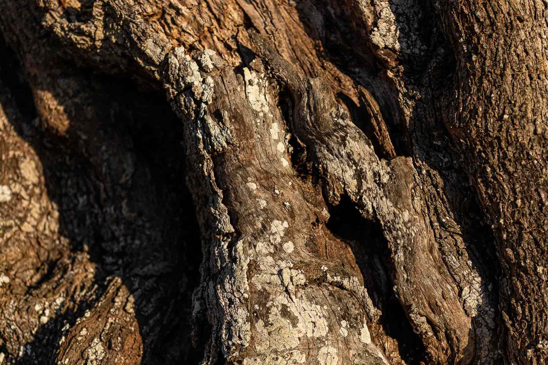 Corteccia di ulivo