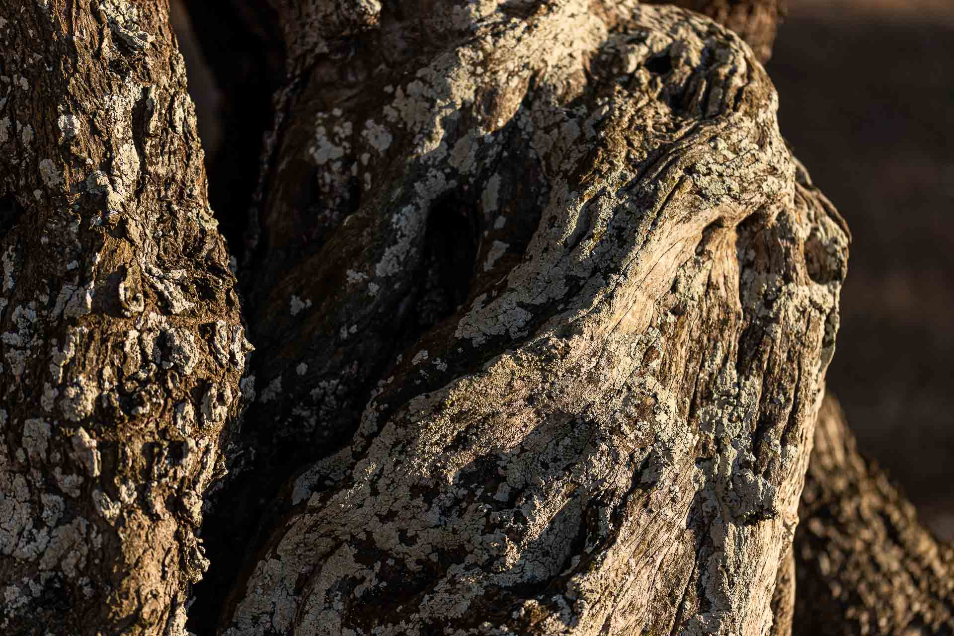 Corteccia di ulivo