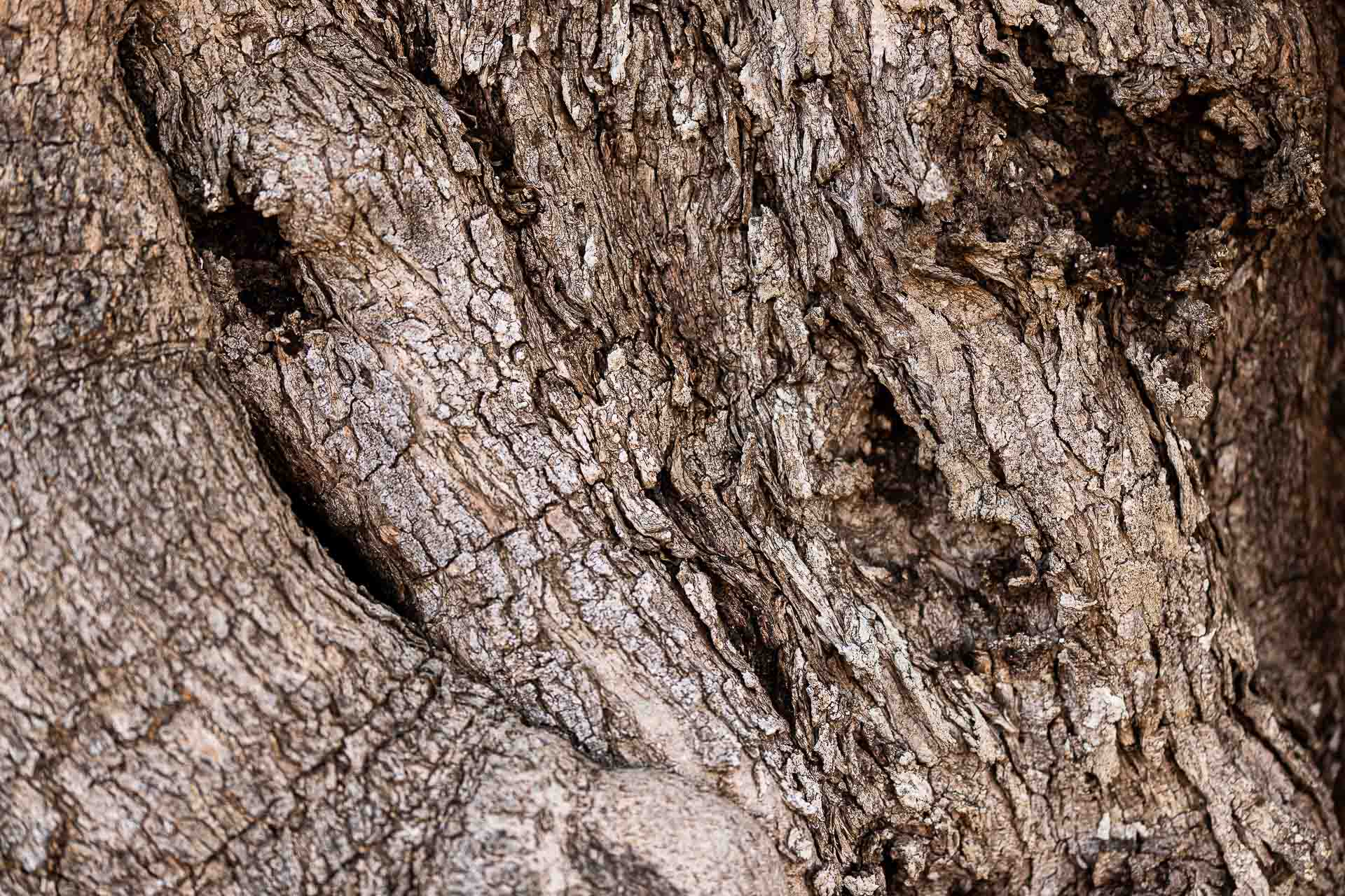 Corteccia di ulivo