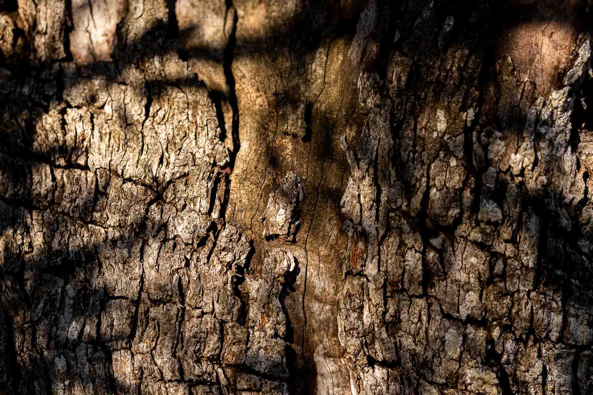 Corteccia di ulivo