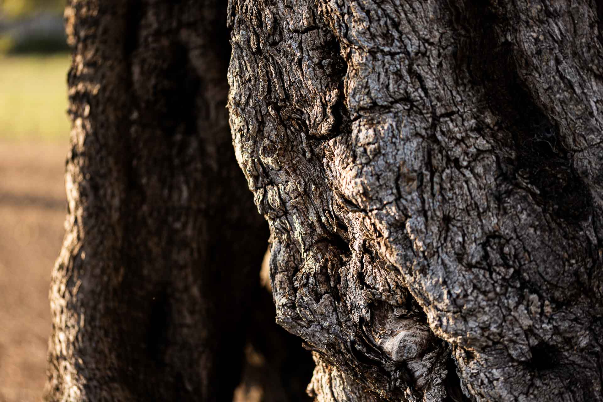 Corteccia di ulivo