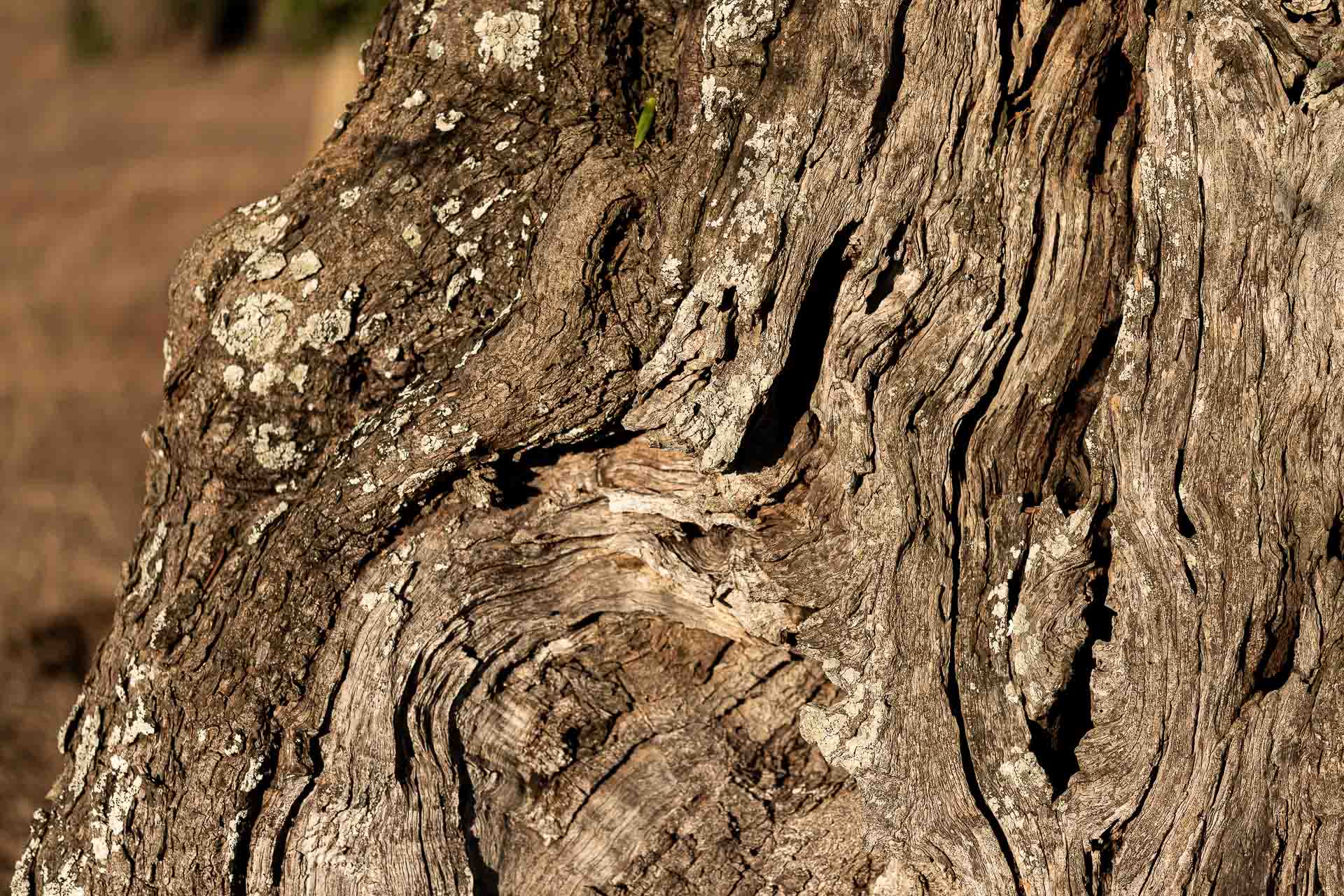 Corteccia di ulivo