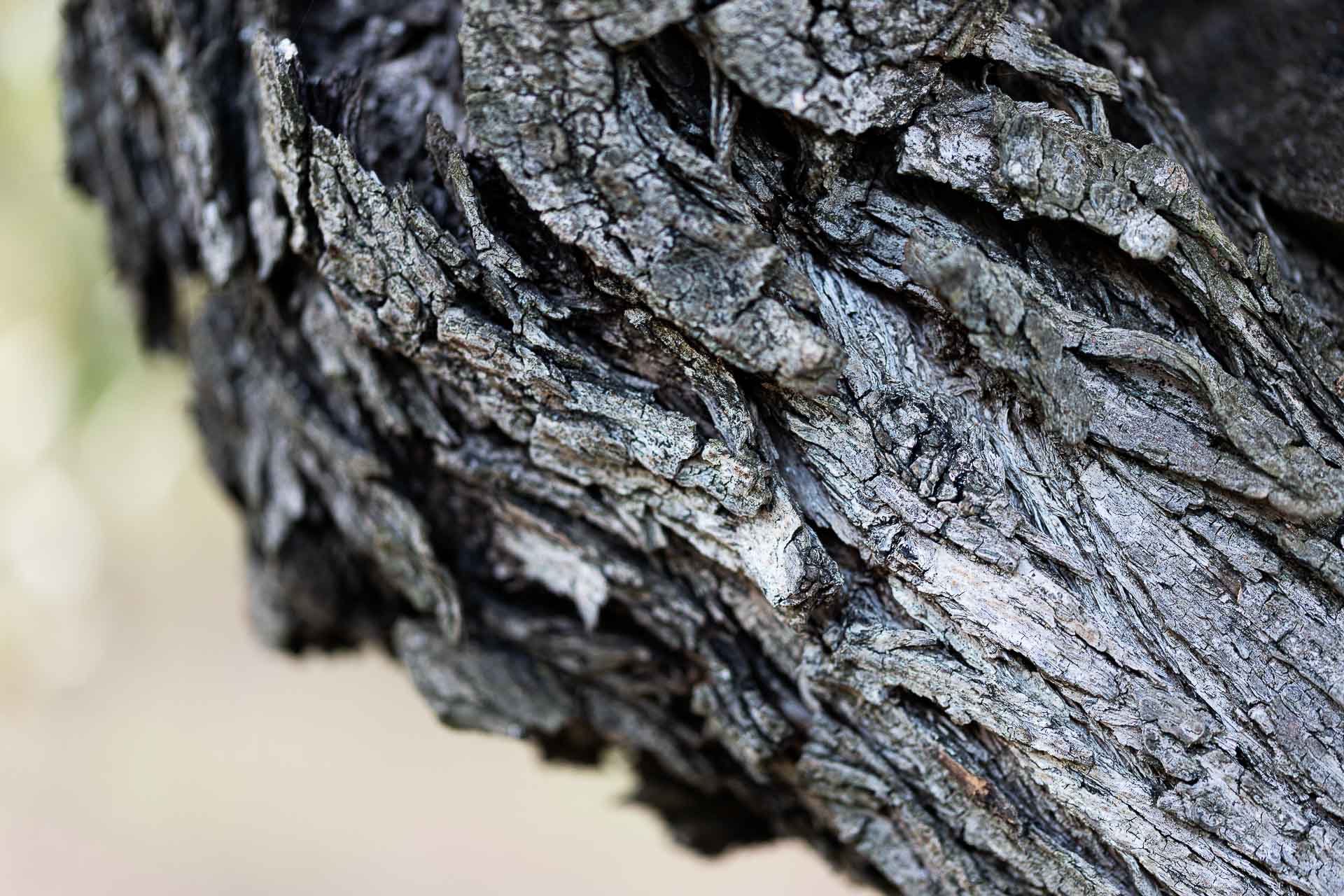 Corteccia di ulivo