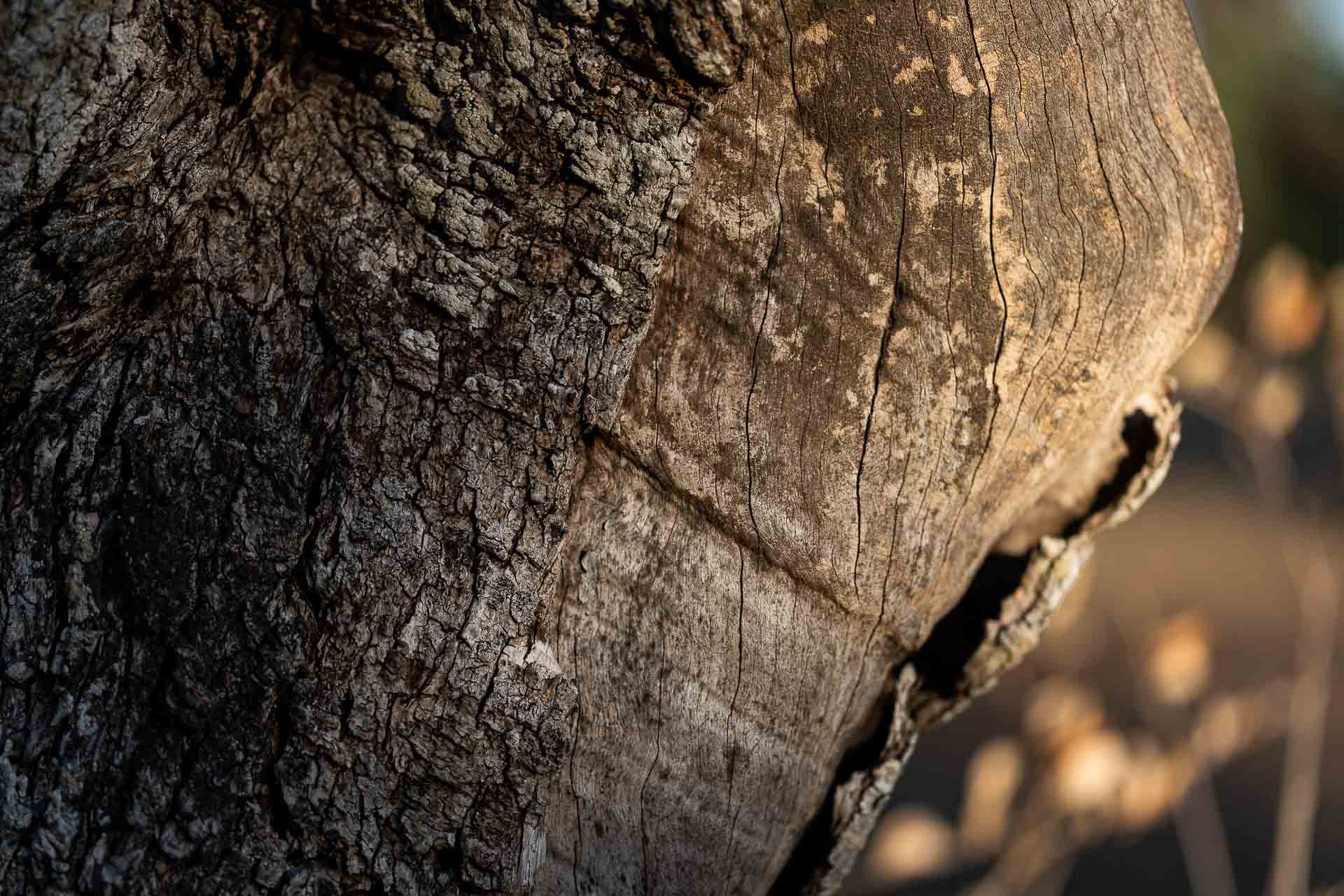 Corteccia di ulivo seno donna