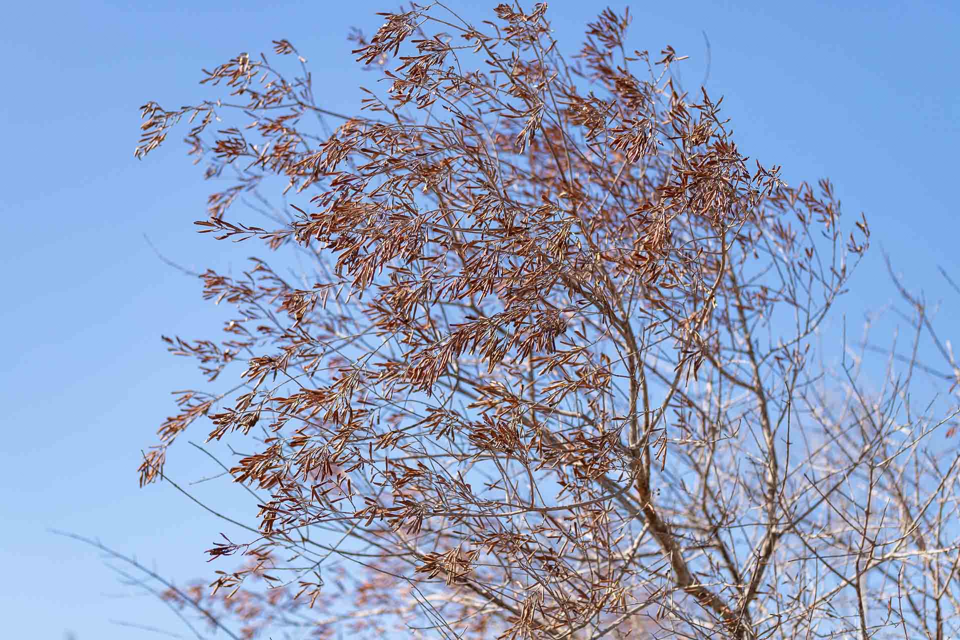 Ramo di ulivo secco per Xylella