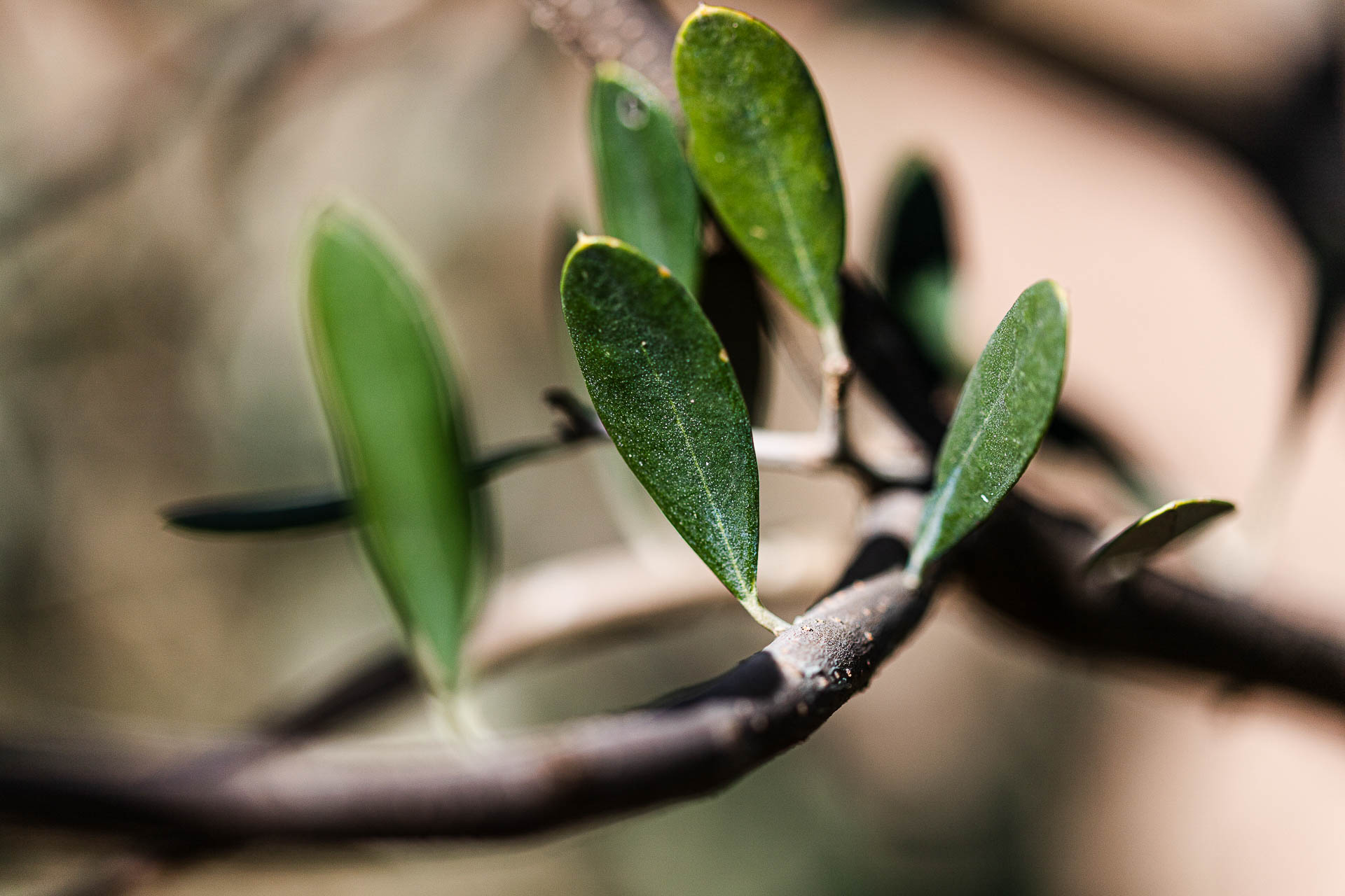 Foglia verde di ulivo