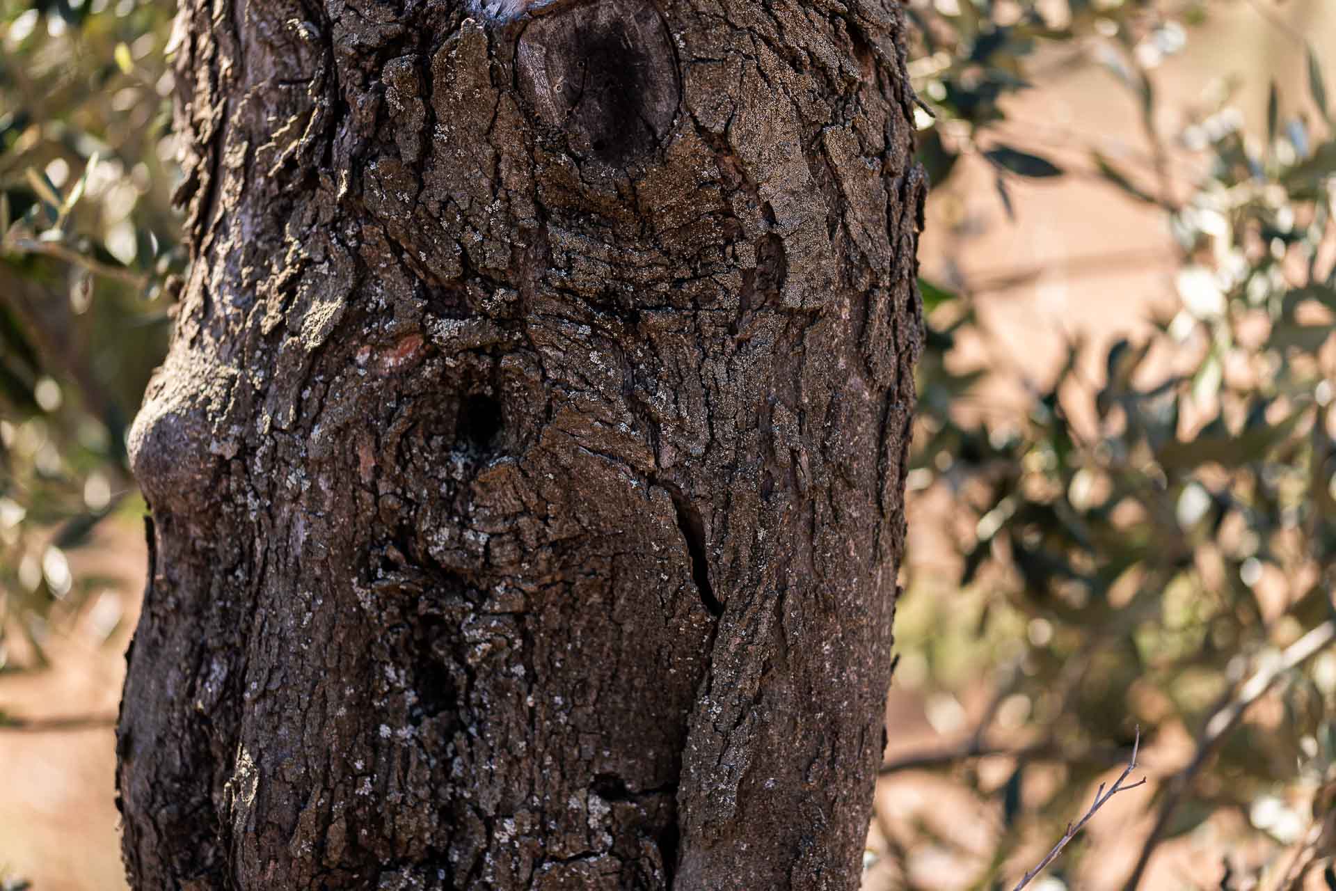 Corteccia di ulivo