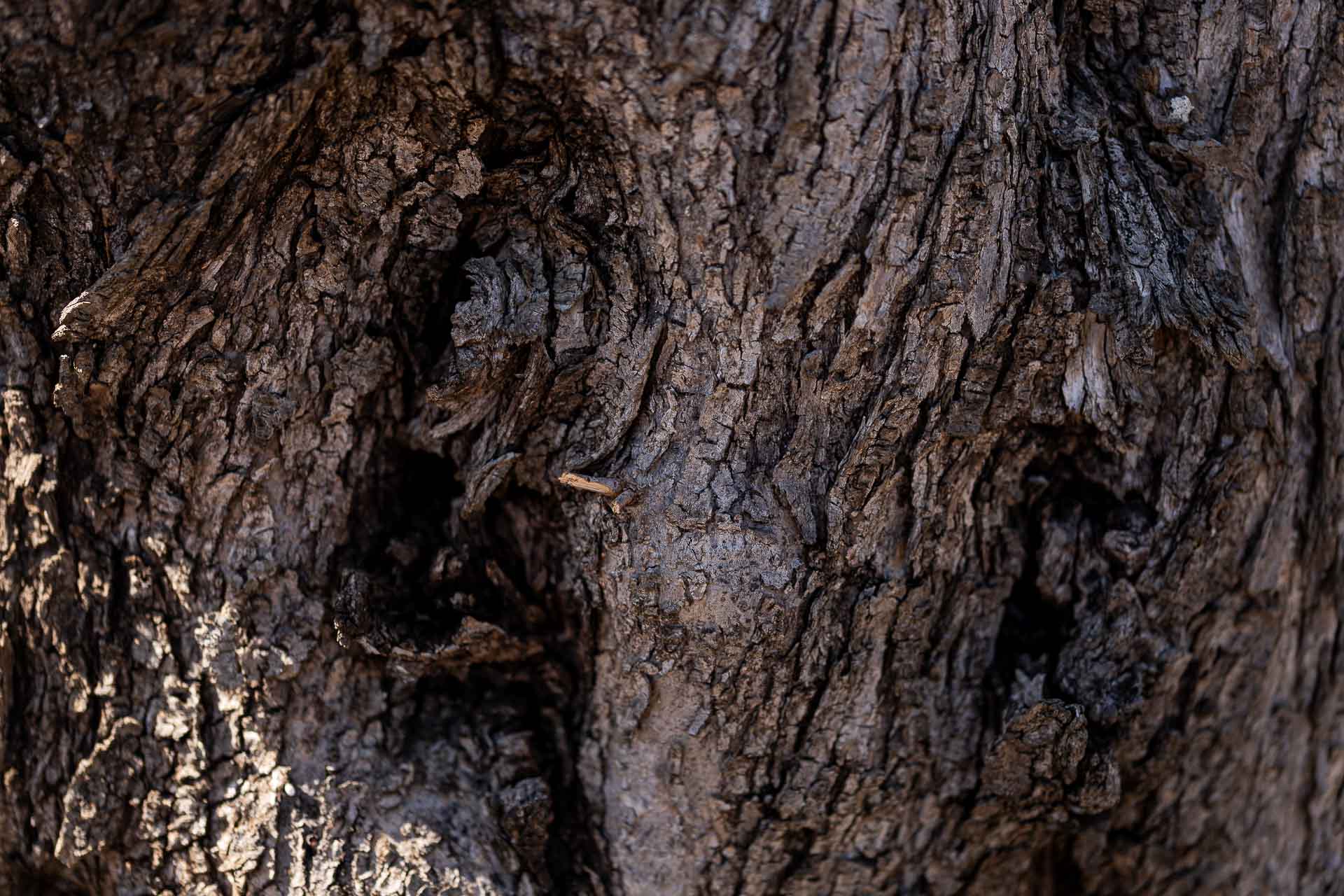 Corteccia di ulivo