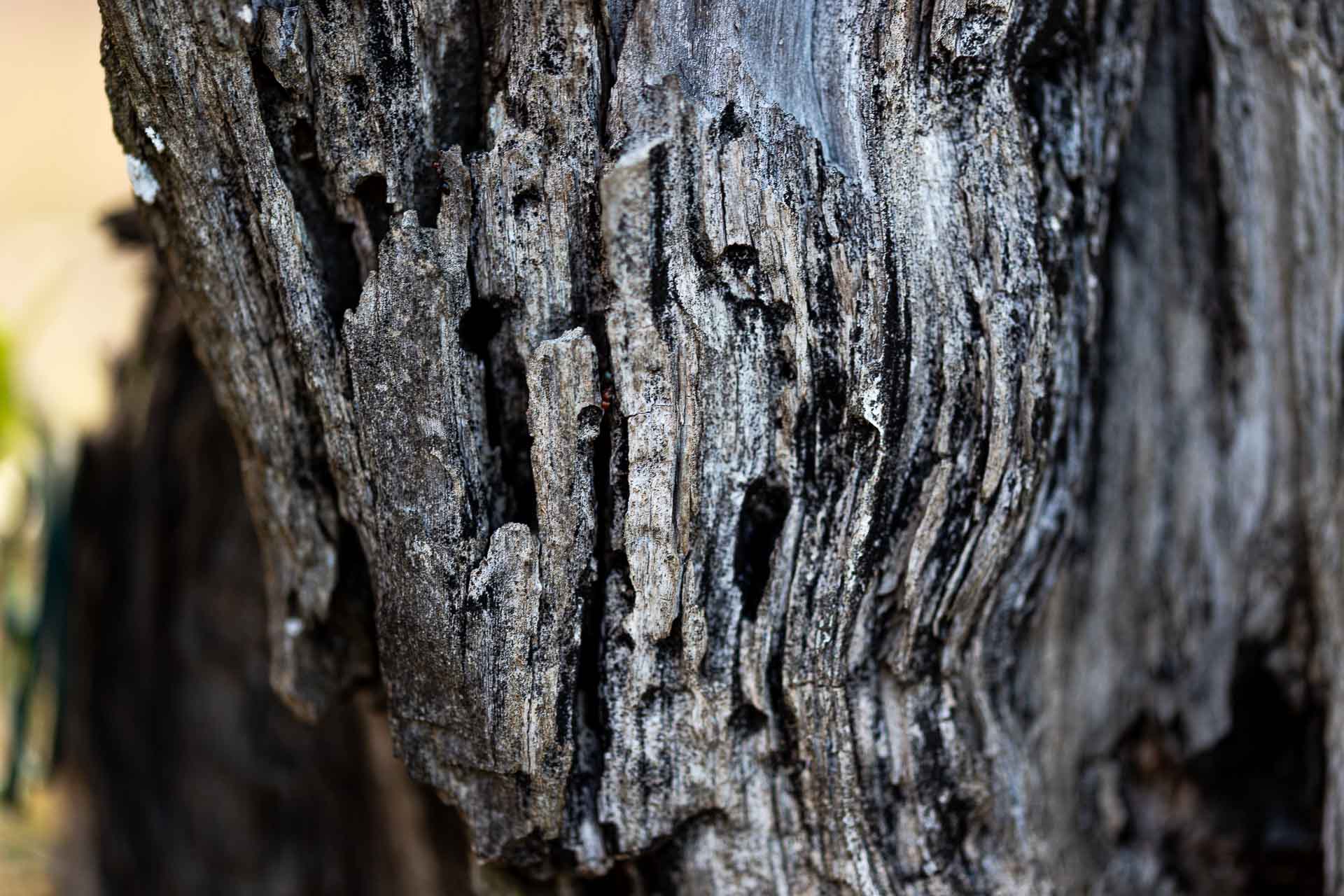 Corteccia di ulivo
