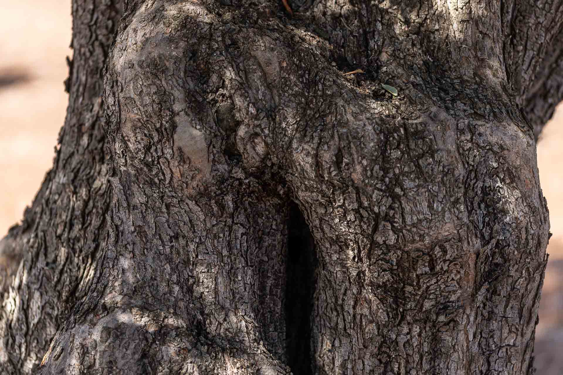 Corteccia di ulivo