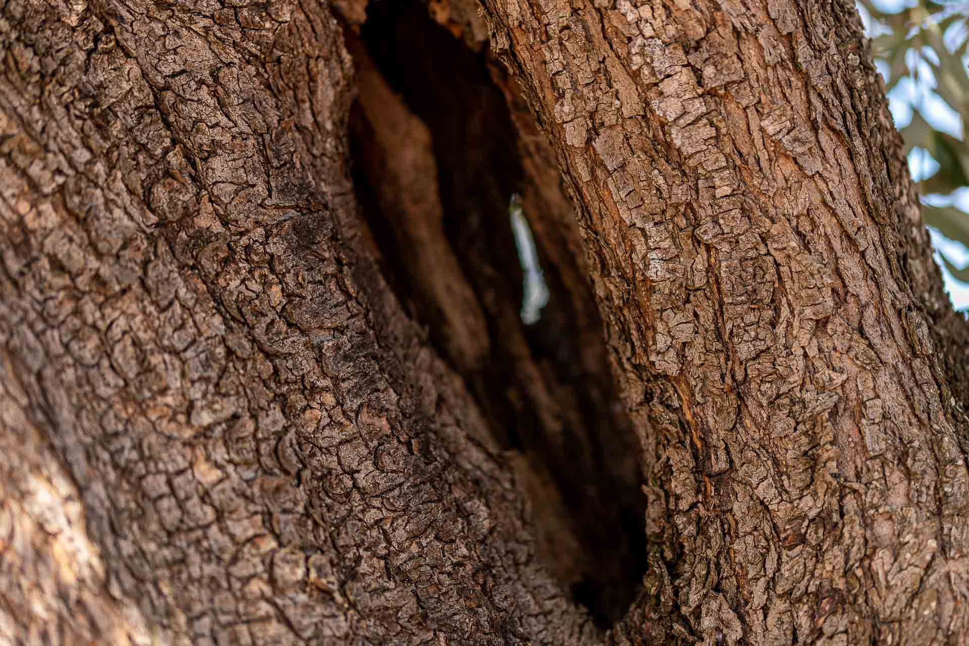 Corteccia di ulivo