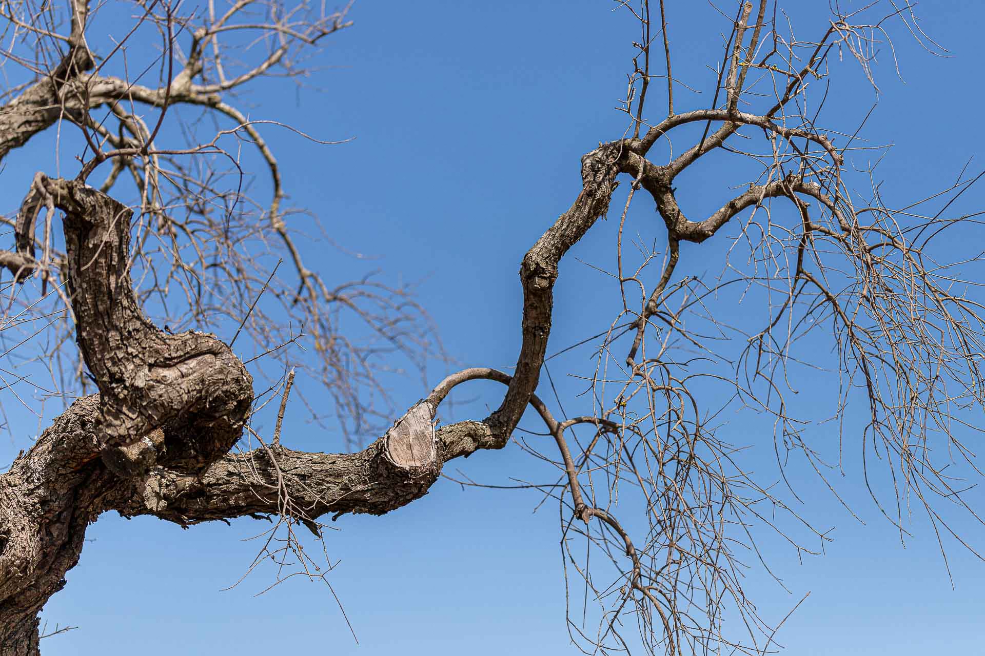 Ulivo con rami secchi Xylella