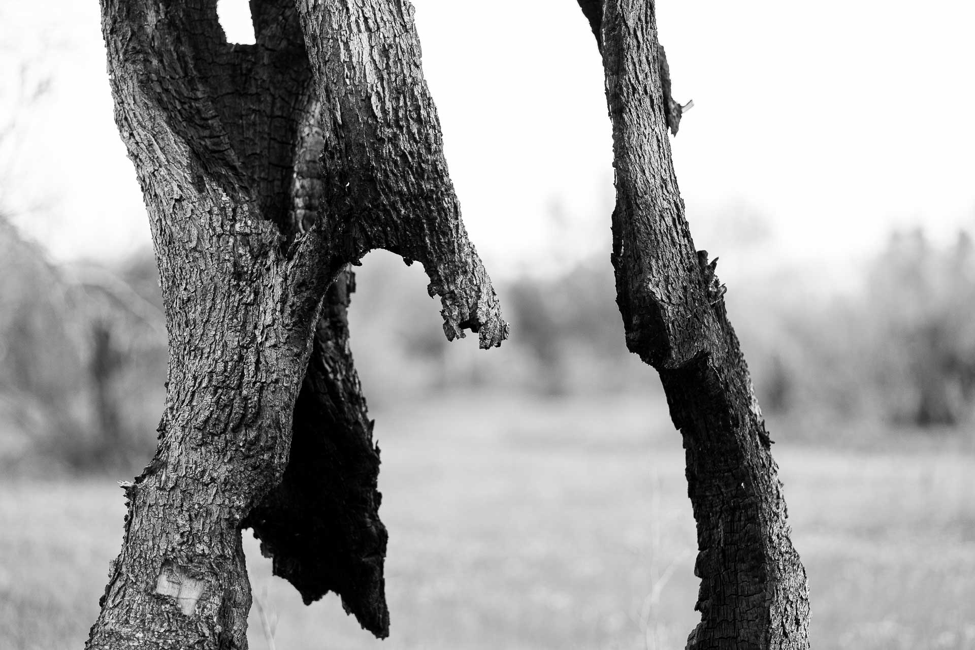 Tronco di ulivo bruciato da incendio