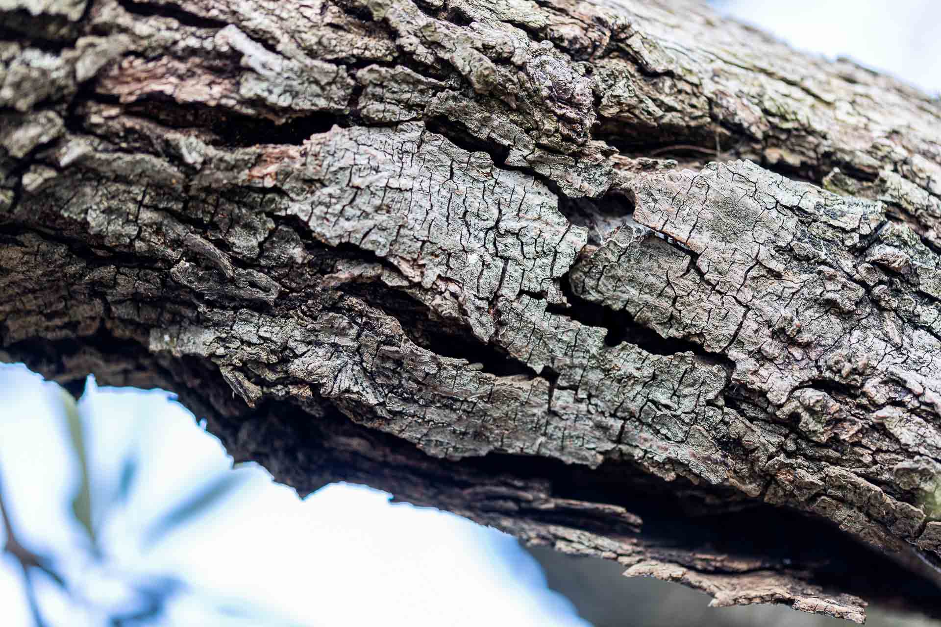 Corteccia di ulivo
