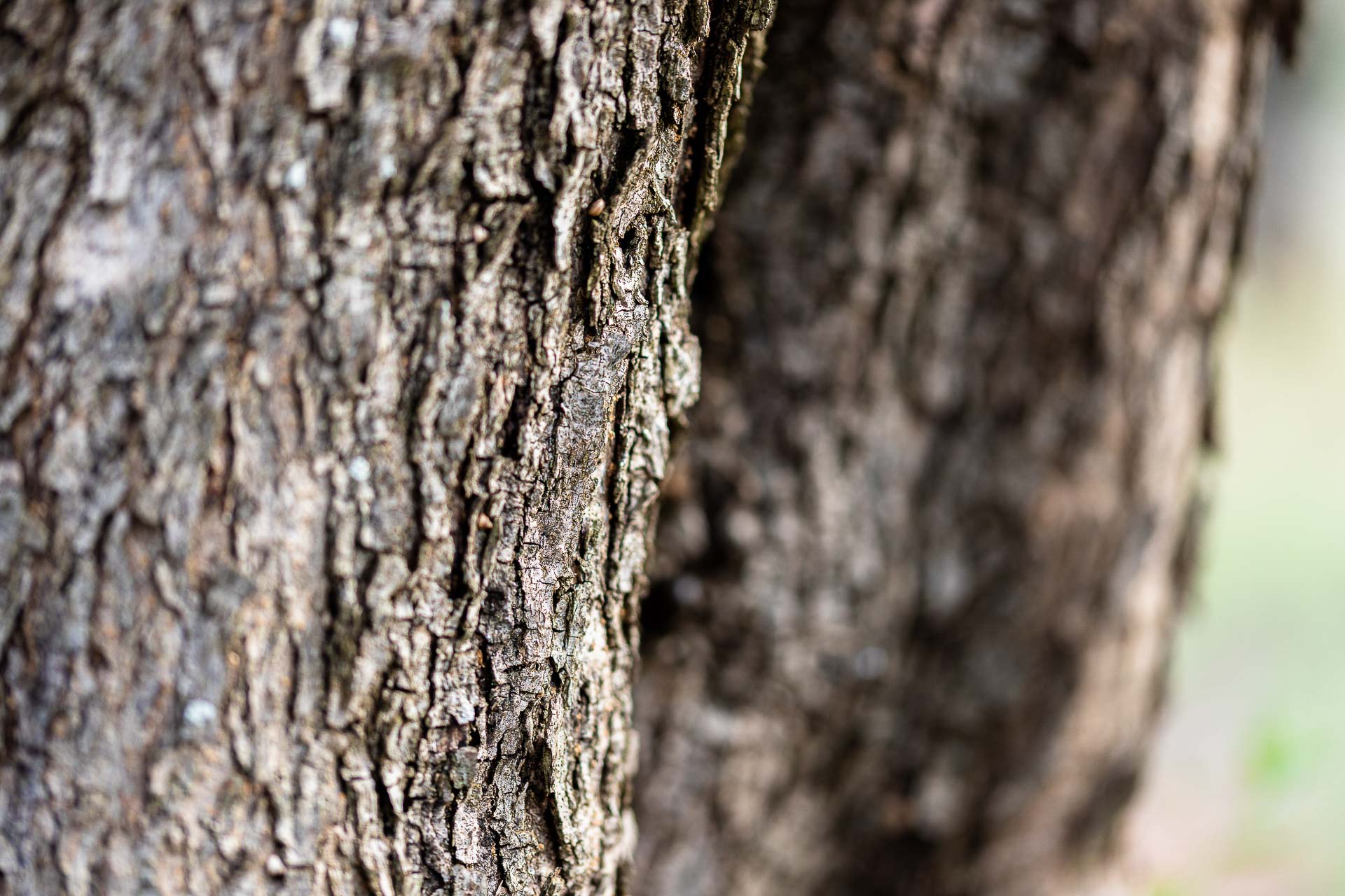 Corteccia di ulivo