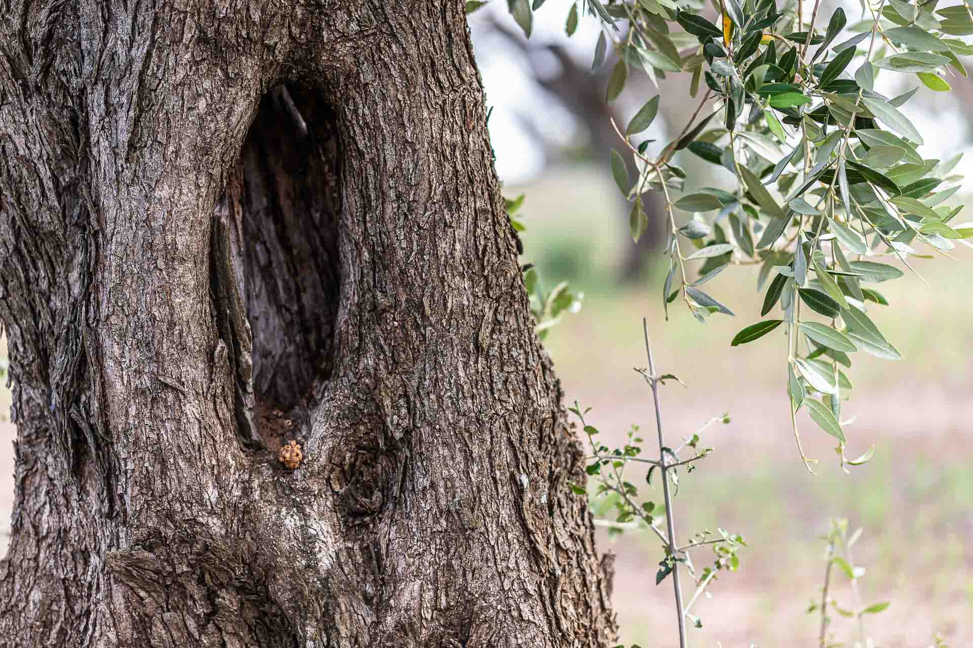 Corteccia di ulivo