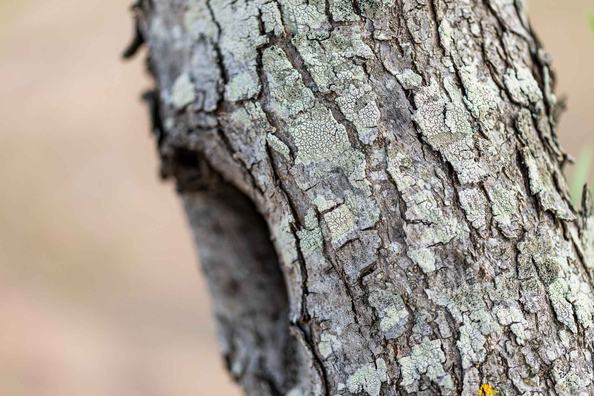 Corteccia di ulivo